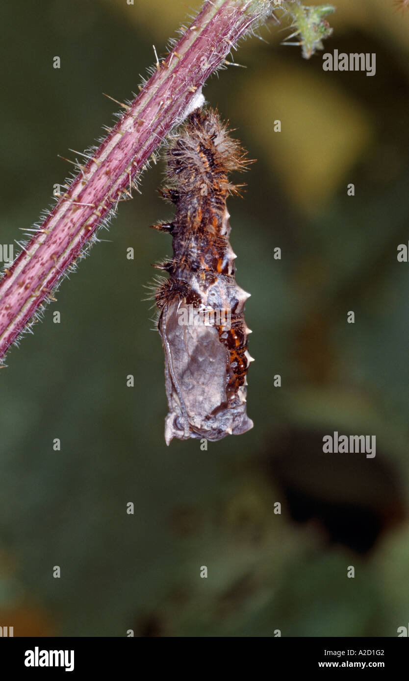 Comma Butterfly Polygonia c album hatching from pupa UK Stock Photo