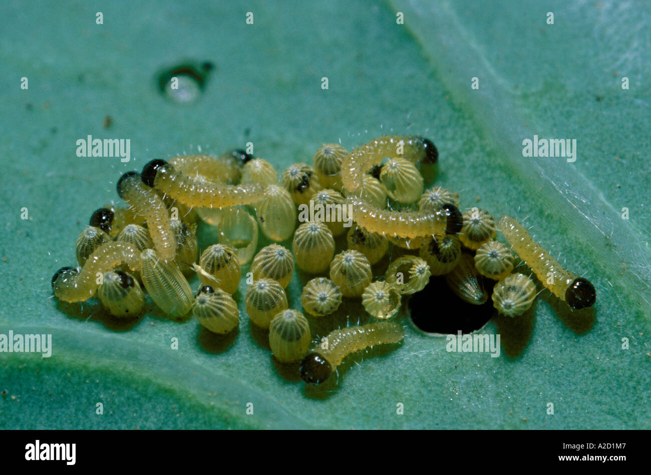 Large White Butterfly Pieris brassicae Larvae hatching from eggs UK