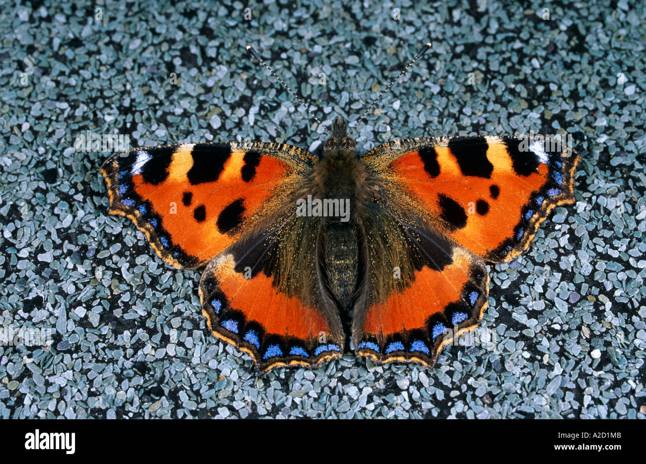Small Tortoiseshell Butterfly Aglais urticae hibernating indoors UK