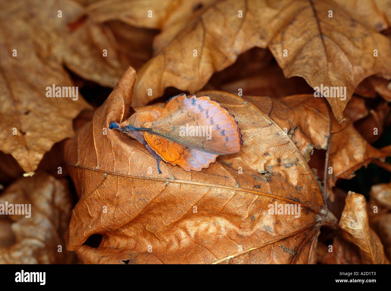 Lappet Moth Gastropacha quercifolia female Hampshire England UK Stock Photo
