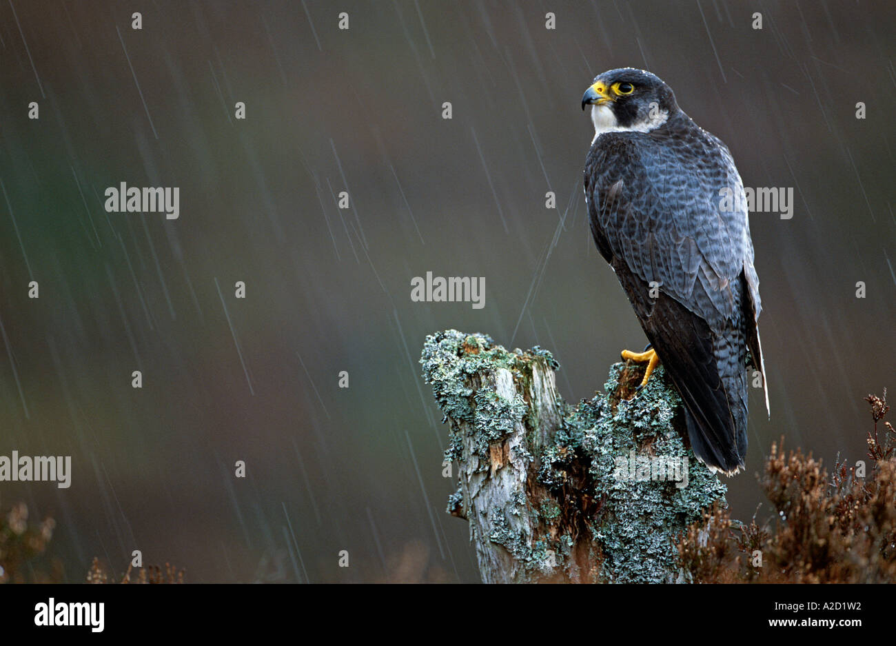 Peregrine Falcon (Falco peregrinus) male perched on post in heavy rain, Highlands, Scotland, UK Stock Photo