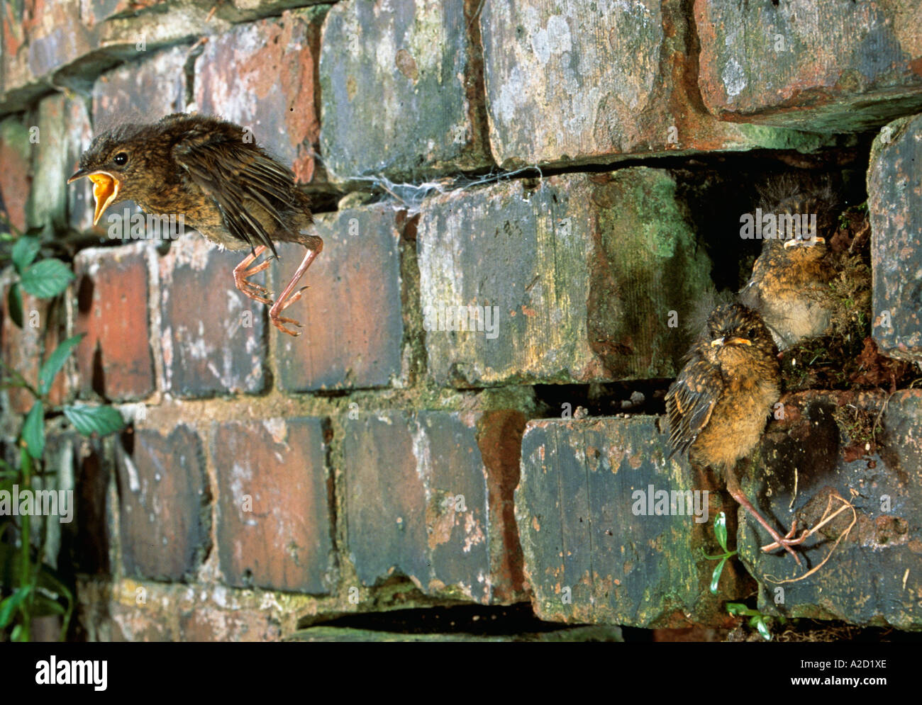 European Robin (Erithacus rubecula) fledglings leaving nest, UK Stock