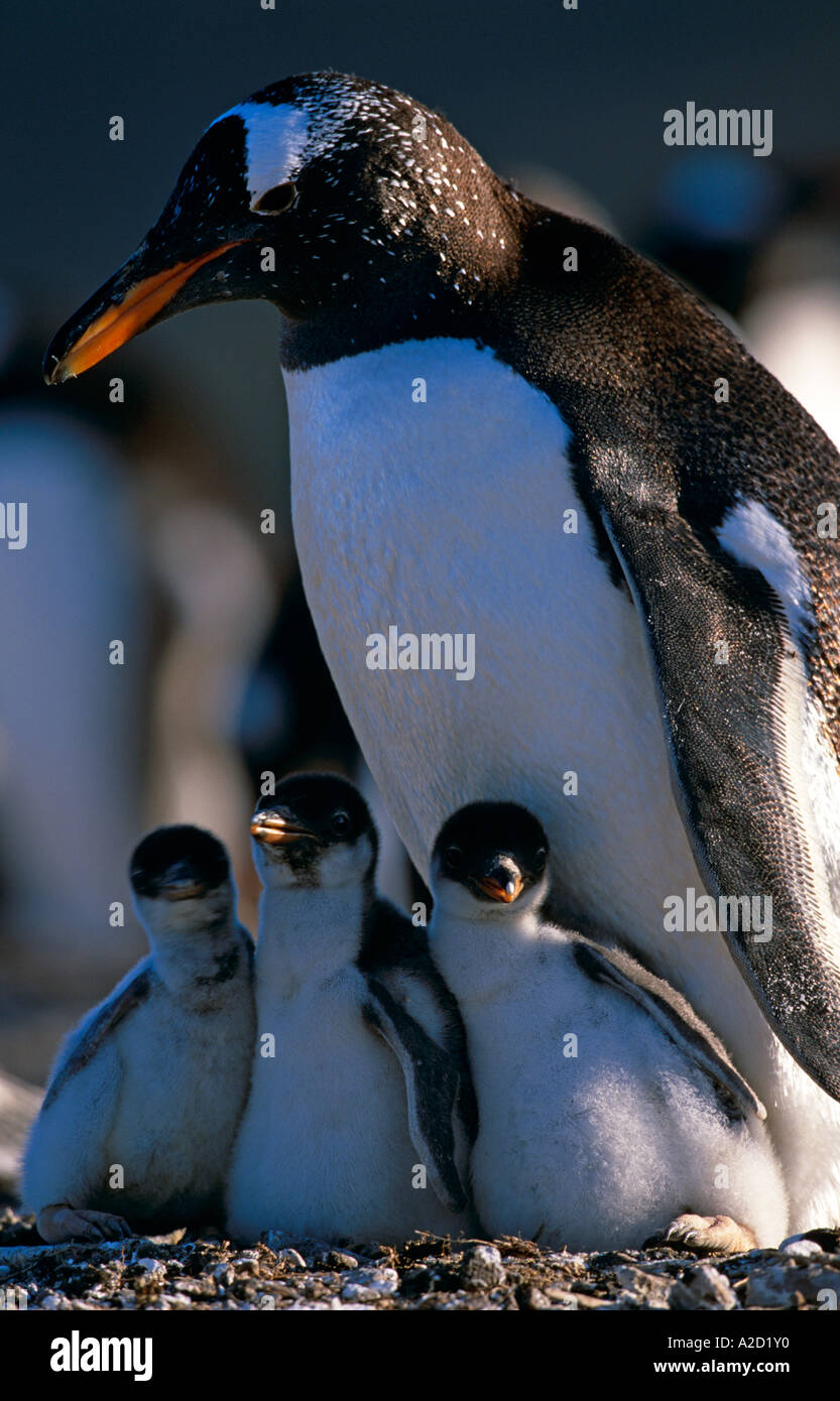 Gentoo Penguin (Pygoscelis papua) parent with three chicks (unusual) New Island, Falkland Islands Stock Photo