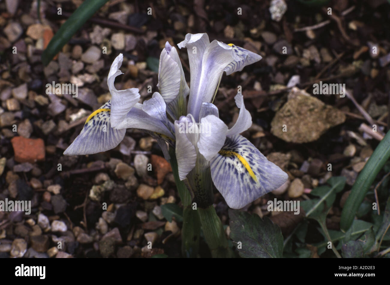 Iris histrioides Sheila Anne Germany Stock Photo