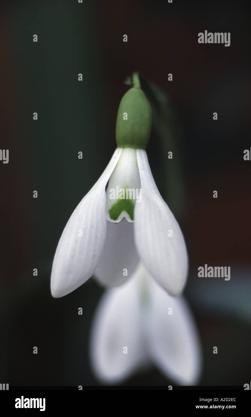 Galanthus Plicatus Warmley Duo Stock Photo - Alamy