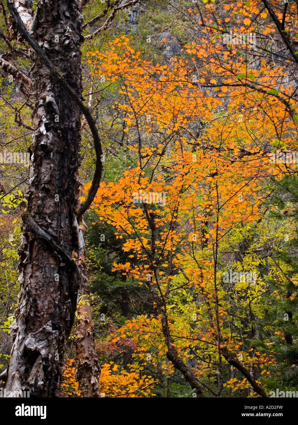 The Dance Of Fall Golden Autumn In Meili Snow Mountains National Park the-dance-of-fall-golden-autumn-in-meili-snow-mountains-national-park