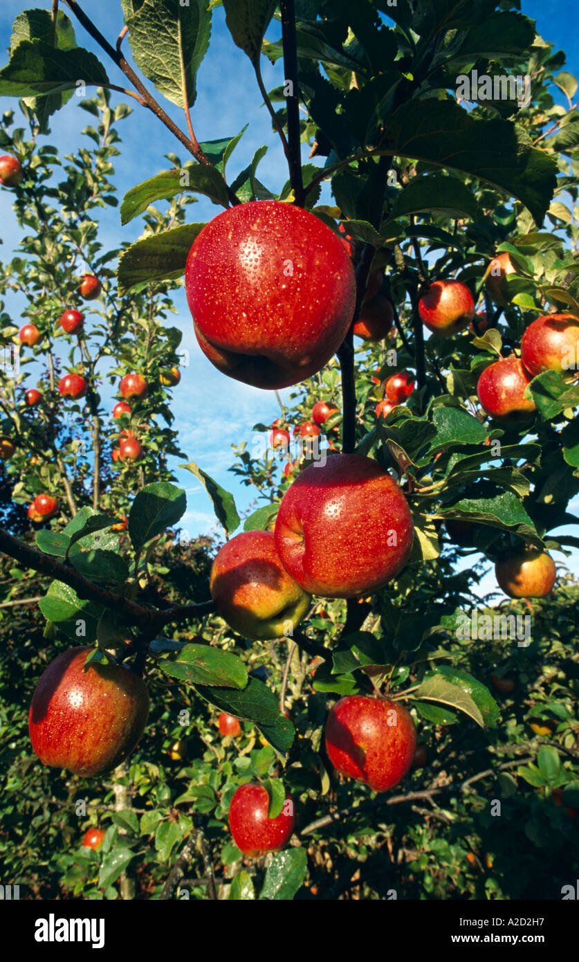 Lord lambourne apple garden hires stock photography and images Alamy