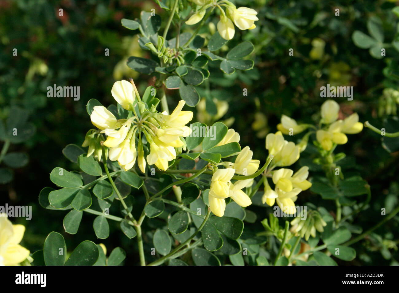 Coronilla velentina glauca citrina in full flower during midwinter Stock Photo