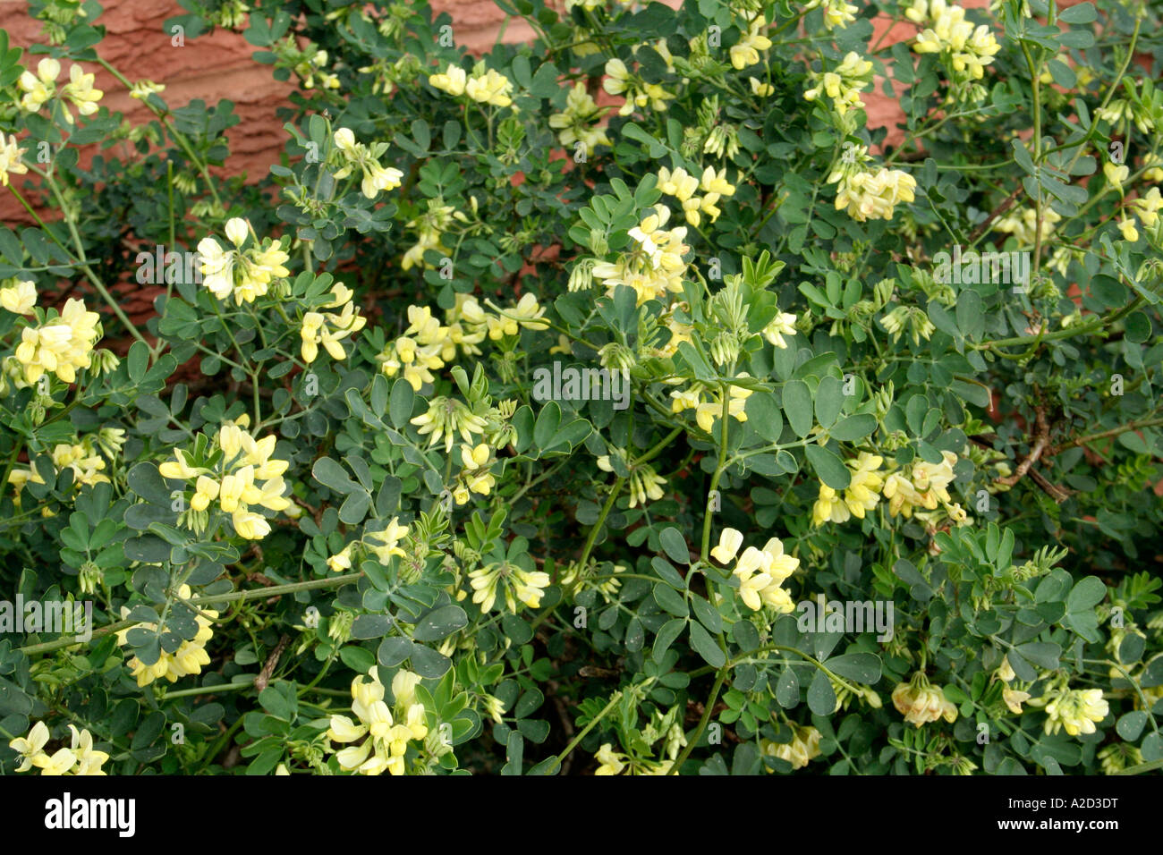 Coronilla valentina glauca citrina during midwinter Stock Photo
