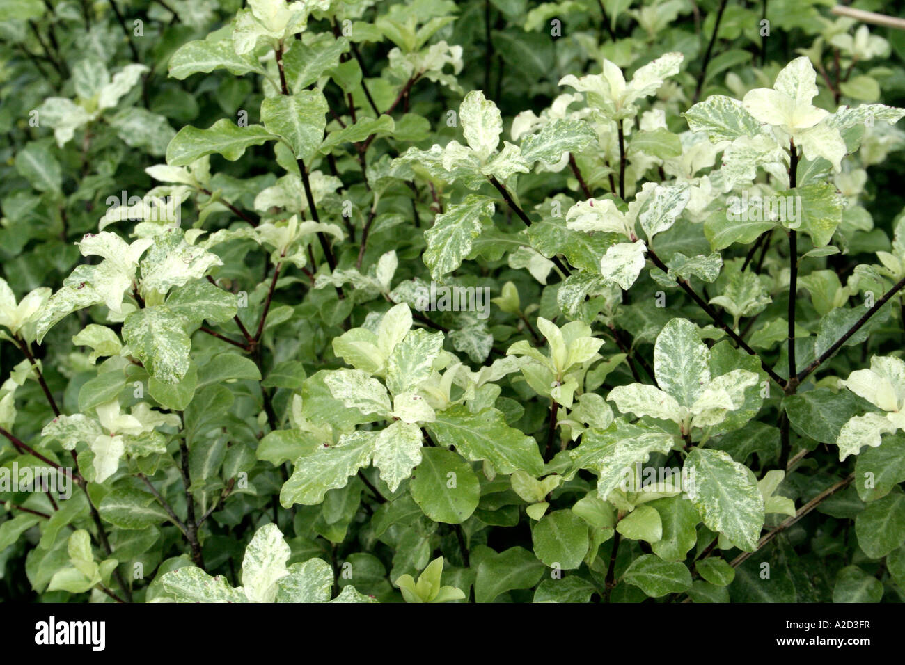 Pittosporum tenuifolium Irene Patterson is a flower arrangers favourite Stock Photo