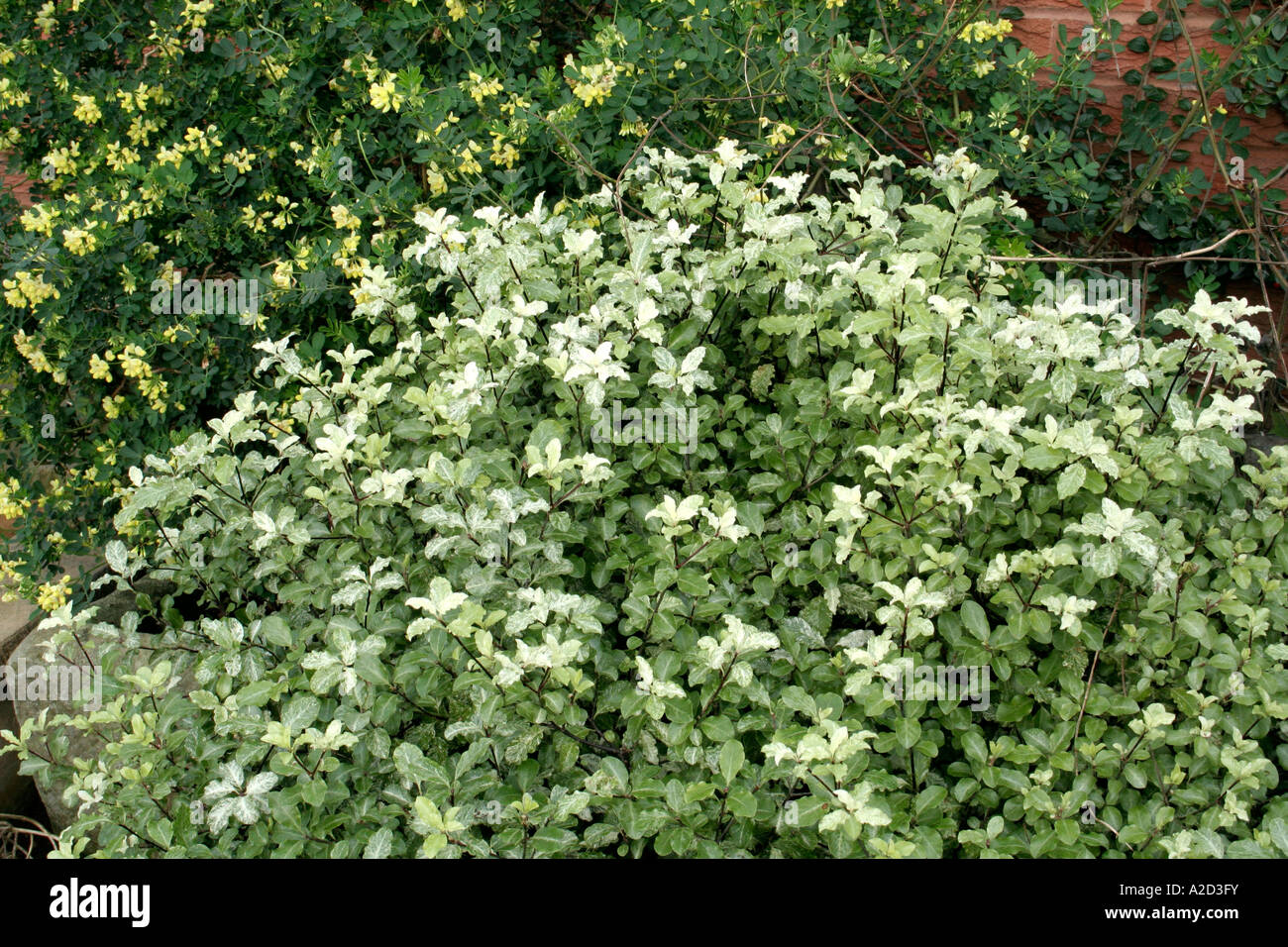 Pittosporum tenuifolium Irene Patterson is a compact evergreen Stock Photo