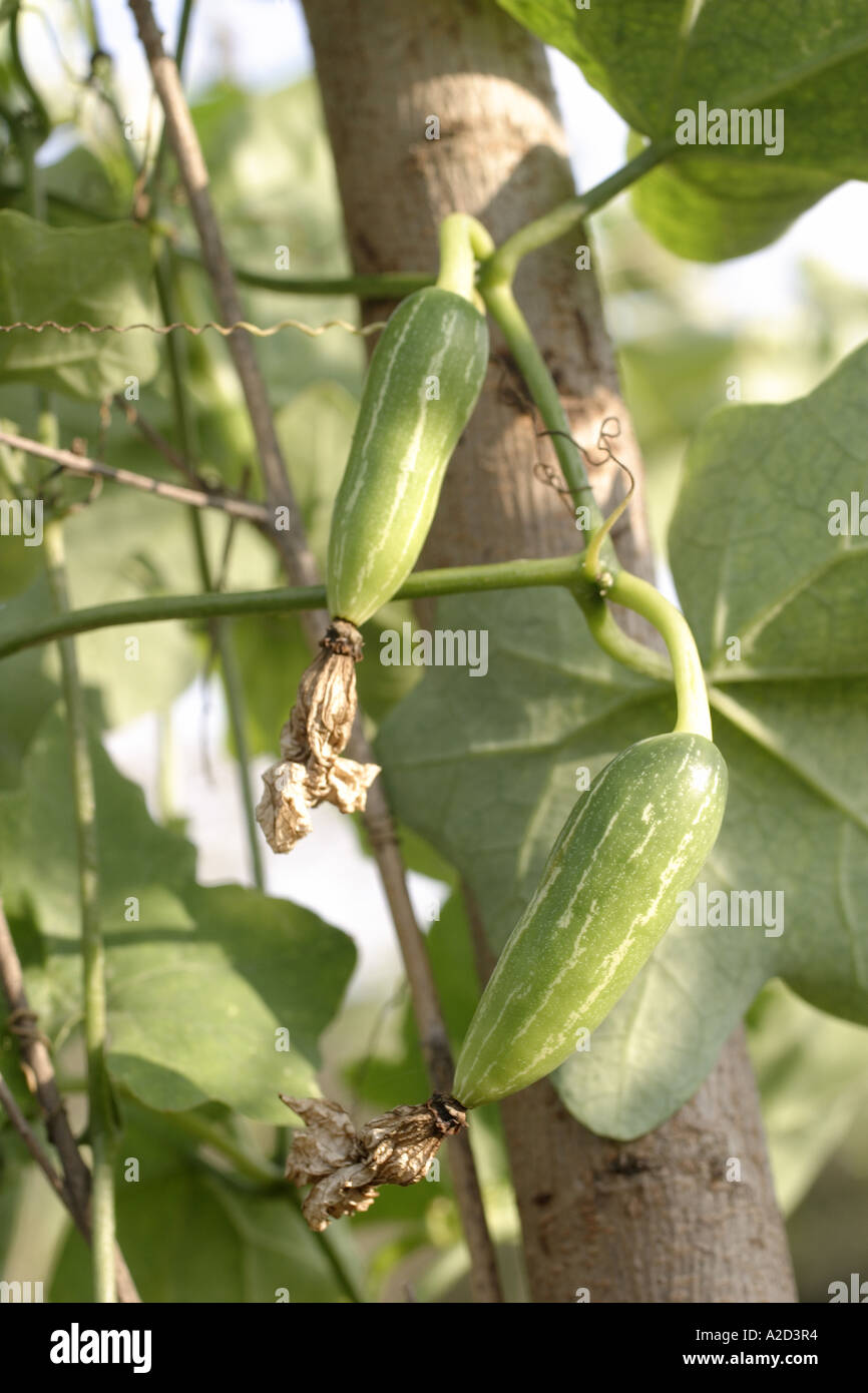 HPA76859 Gherkin vegetable hanging from tree growing in the fields