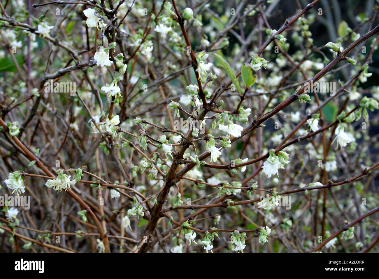 Lonicera X Purpusii Winter Flowering Honeysuckle Stock Photo Alamy
