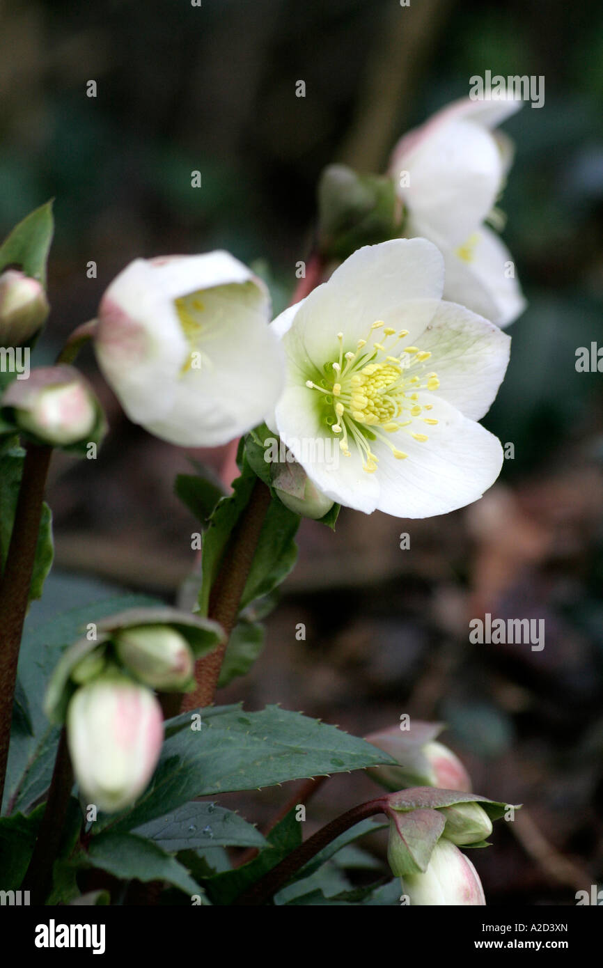 Helleborus x ericsmithii Stock Photo