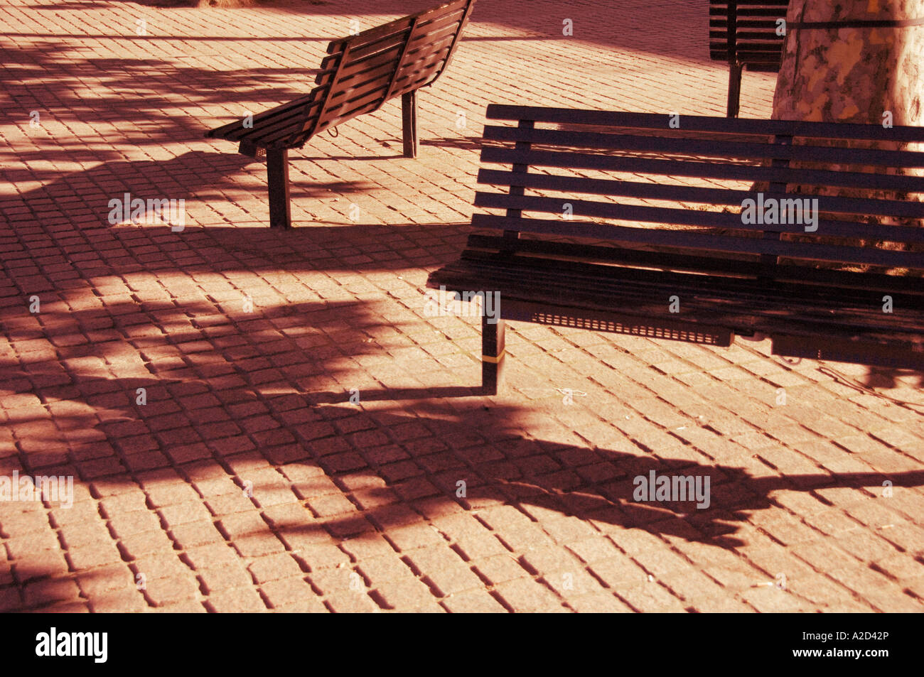 Three Bench Seats Round A Tree Trunk At An Angle With Sunlight