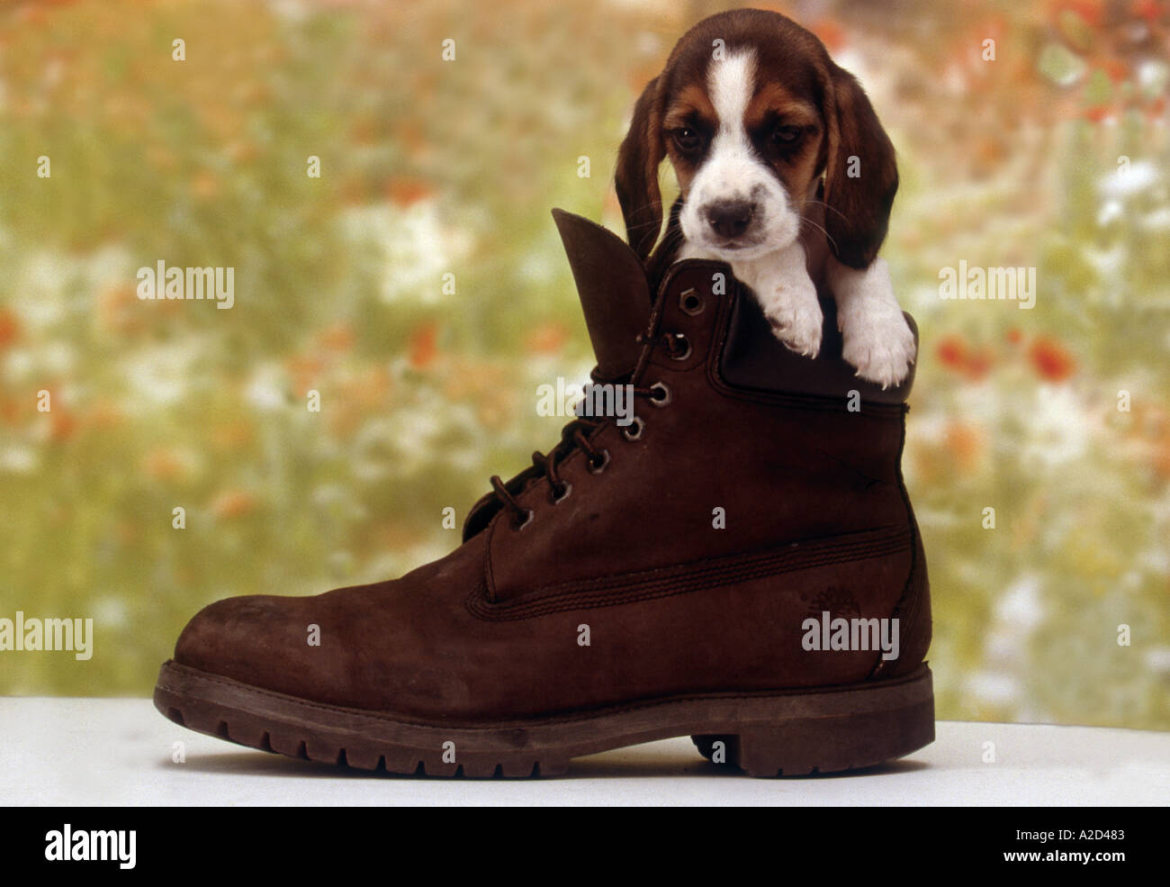 puppy in shoe Stock Photo Alamy