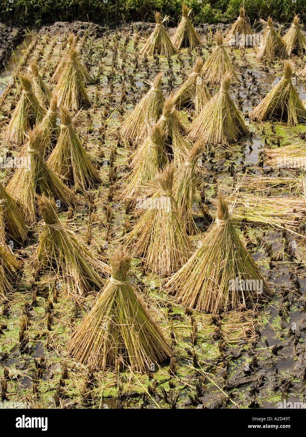 Bundled rice hi-res stock photography and images - Alamy