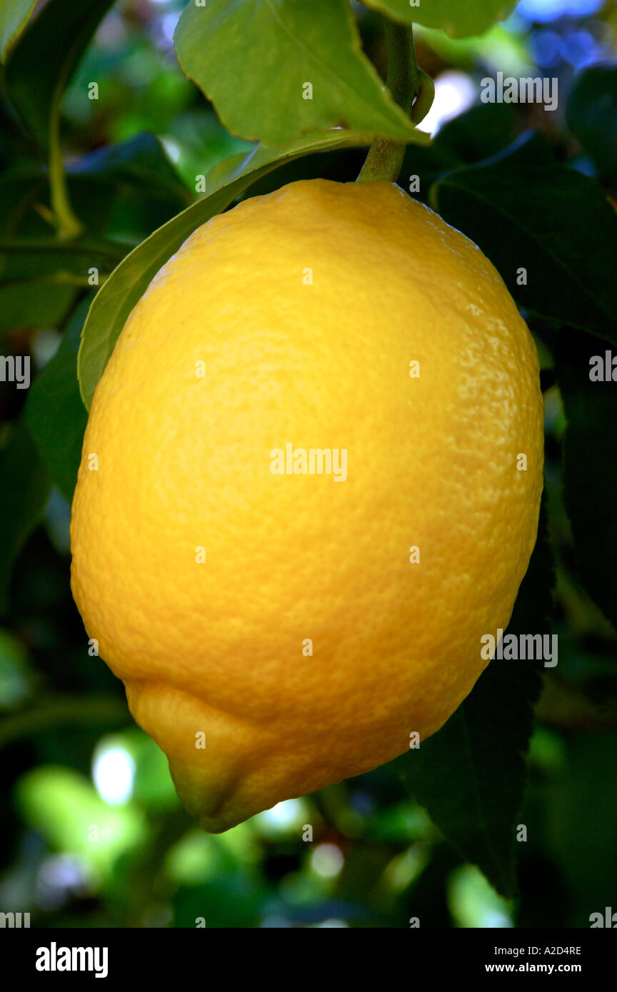 Re Lemon Lemon on a lemon tree Stock Photo - Alamy