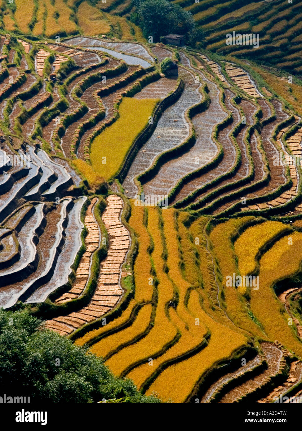 Yuanyang's brilliant vertical rice terraces Yunnan China Stock Photo ...