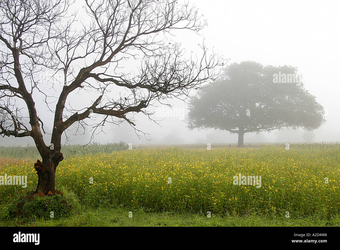 Misty trees nature hi-res stock photography and images - Alamy