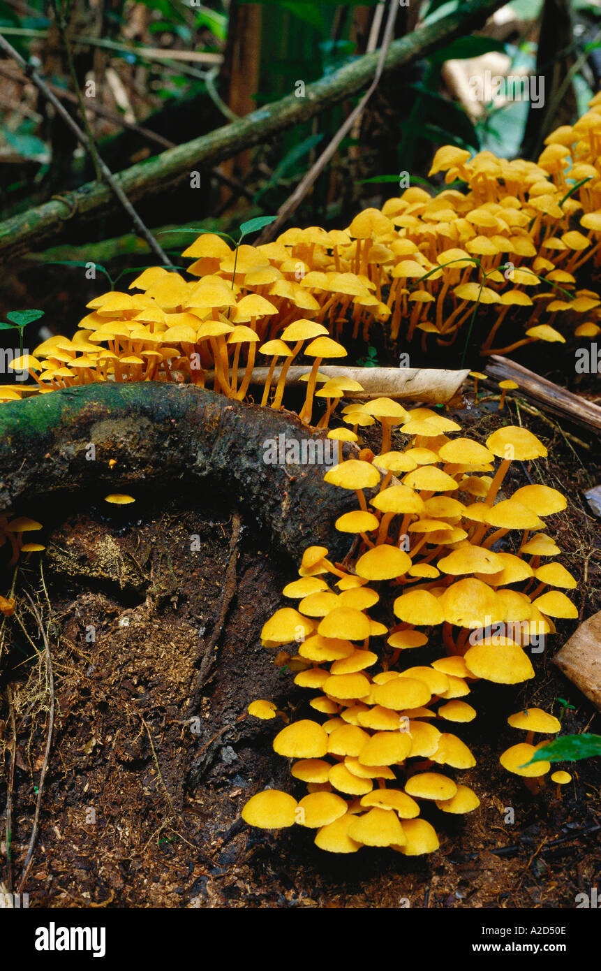 Saprotroph Stock Photos & Saprotroph Stock Images Alamy