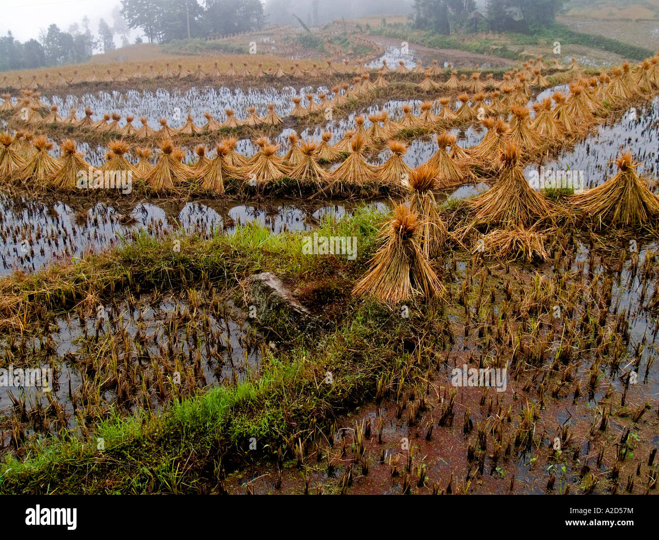 harvested rice bundled after morning rain Yuanyang China Stock Photo ...