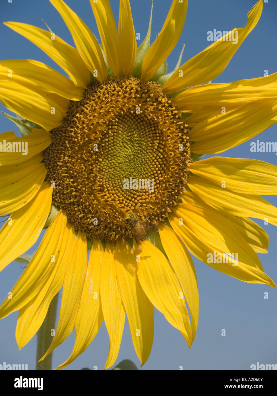 bee taking pollen from sunflower Thailand Stock Photo - Alamy