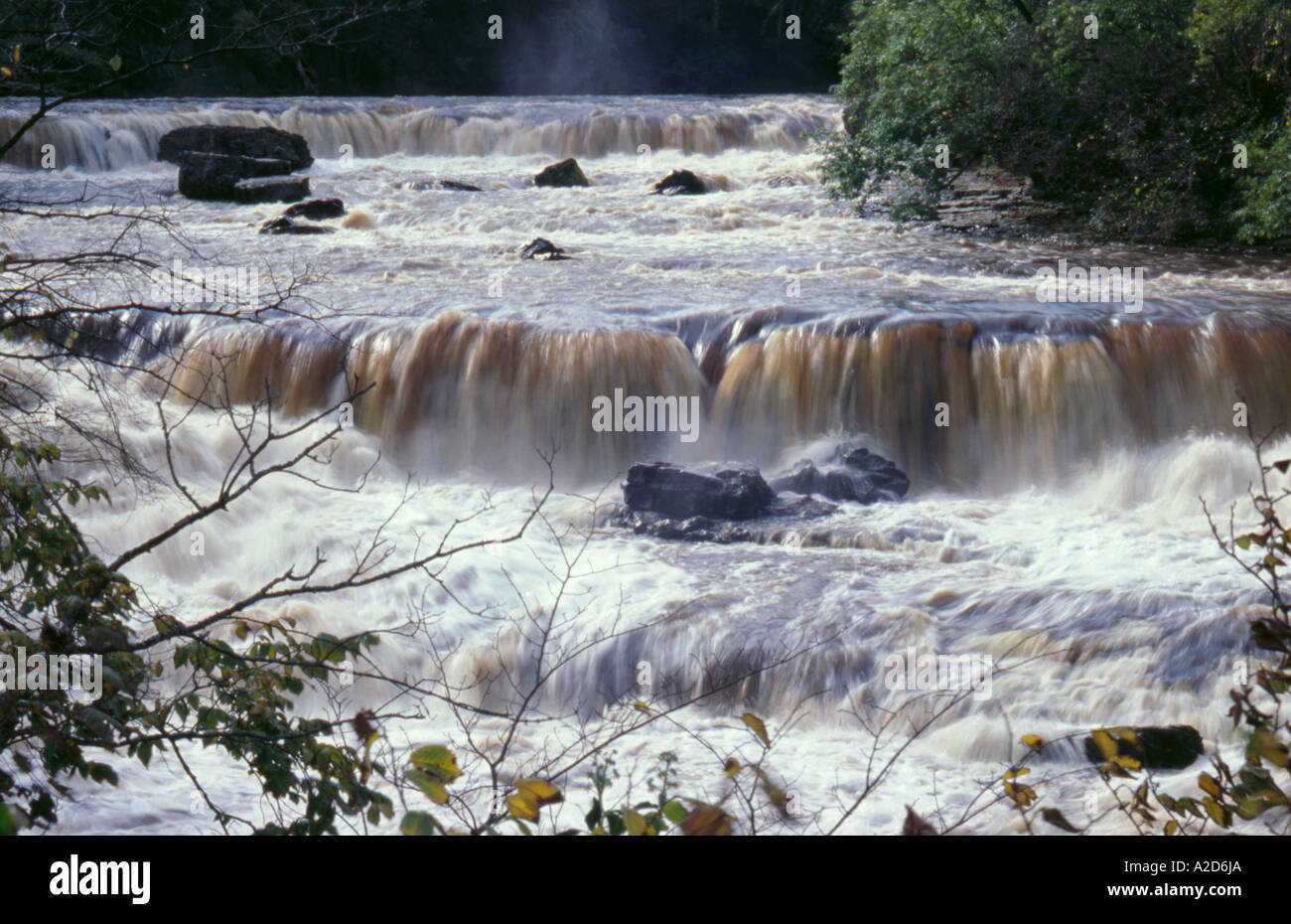 Aysgarth upper Falls on River Ure in flood, Wensleydale, Yorkshire Dales National Park, North Yorkshire, England, UK. Stock Photo