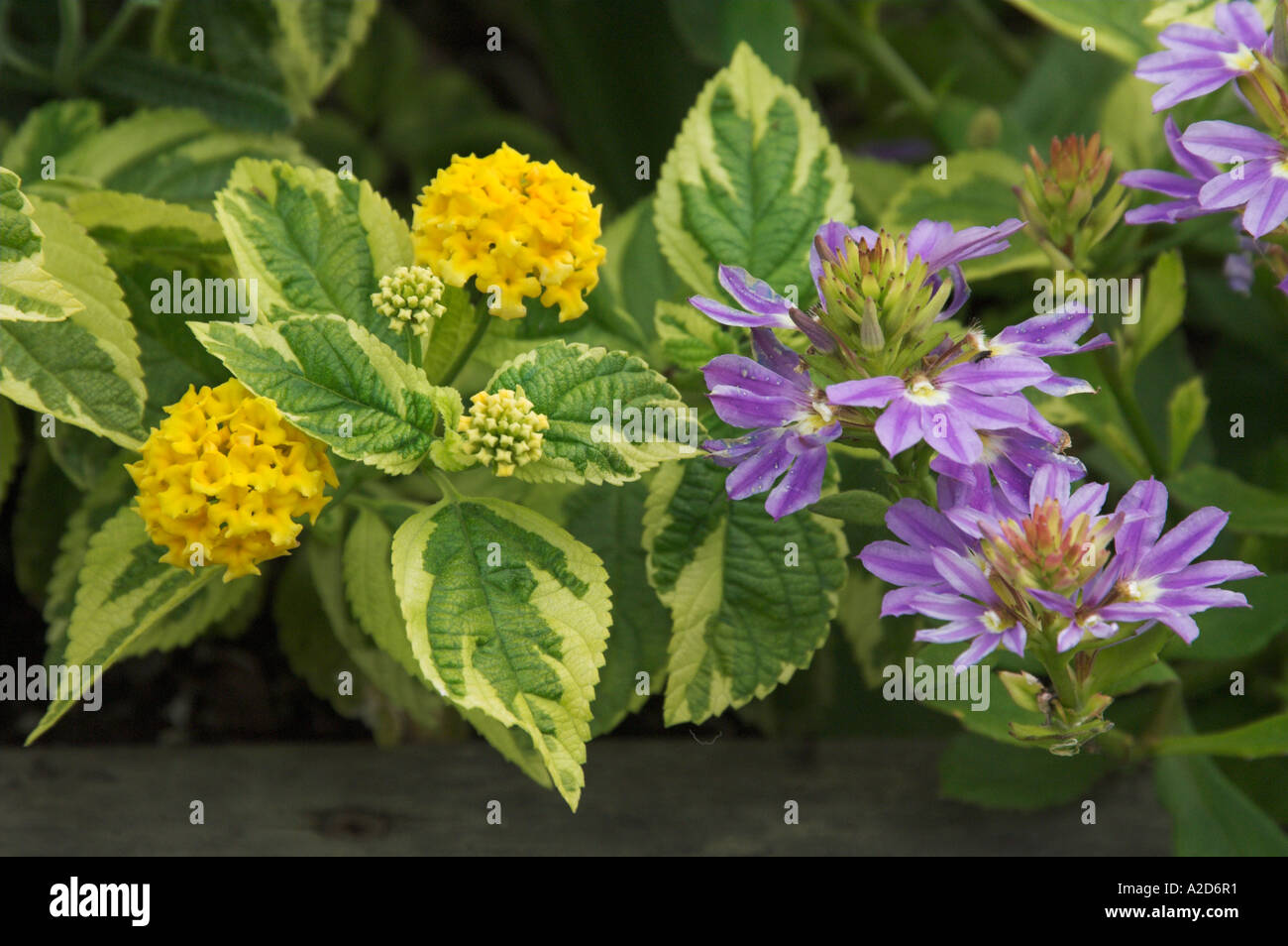 Purple and yellow flower arrangement at the English Gardens in Winnipeg