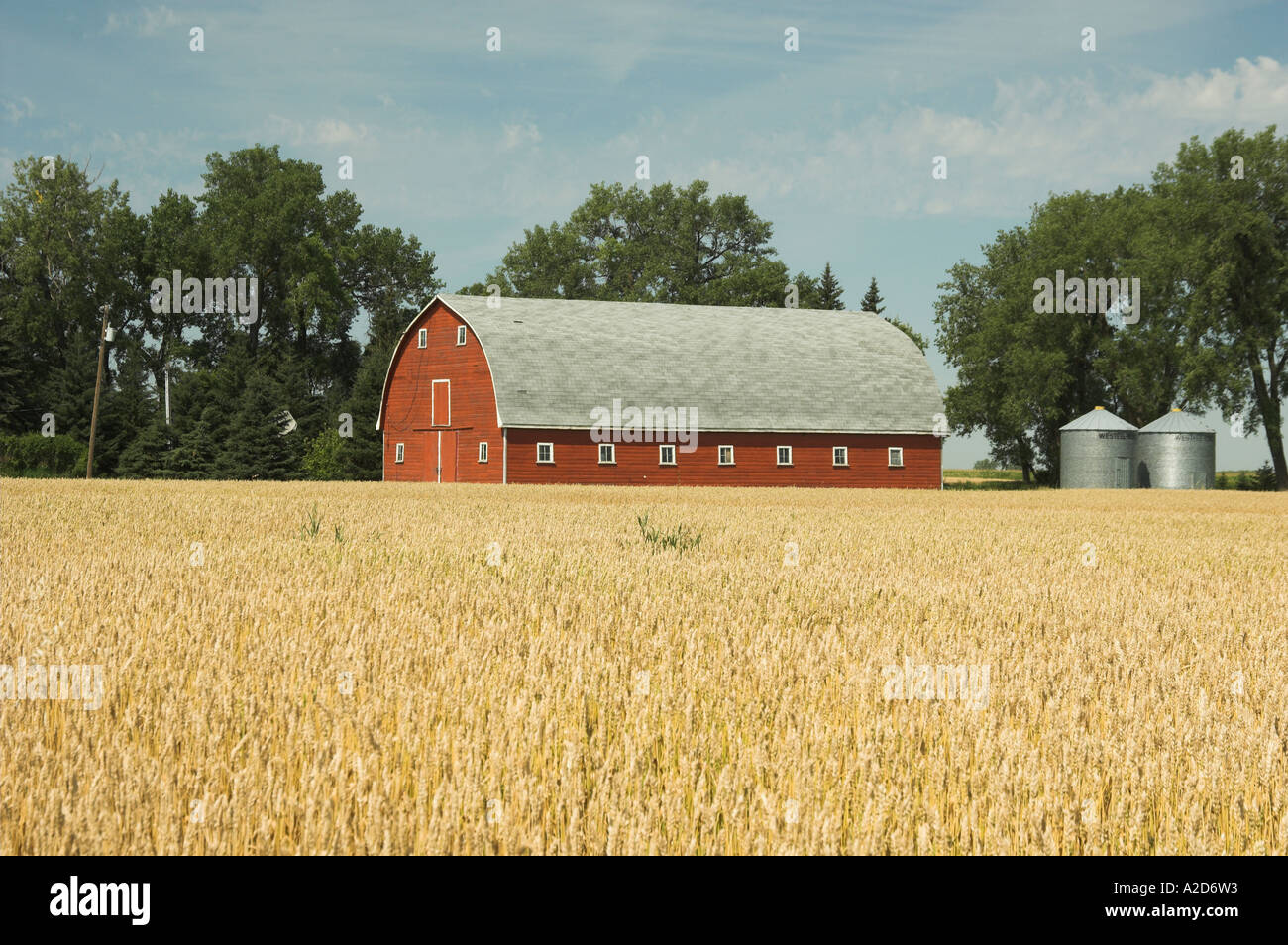 Red barn and ripe wheat field near Myrtle Manitoba Canada Stock Photo