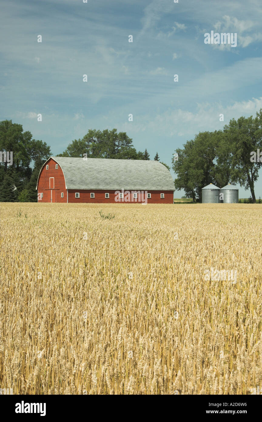 Red barn and ripe wheat field near Myrtle Manitoba Canada Stock Photo