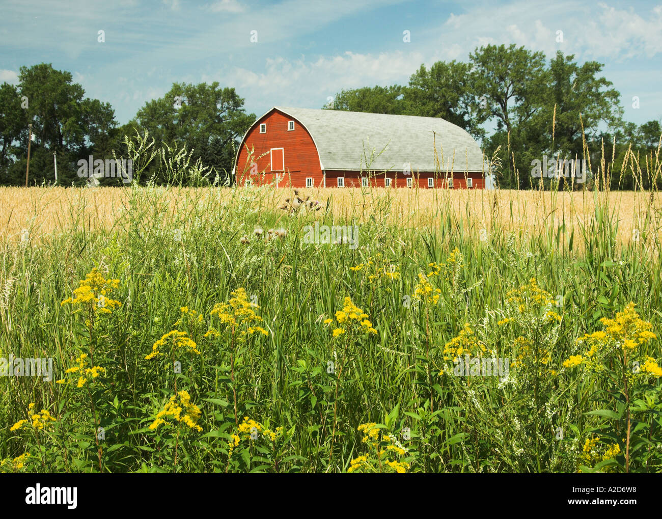 Red barn and ripe wheat field and goldenrod wildflowers near Myrtle Manitoba Canada Stock Photo