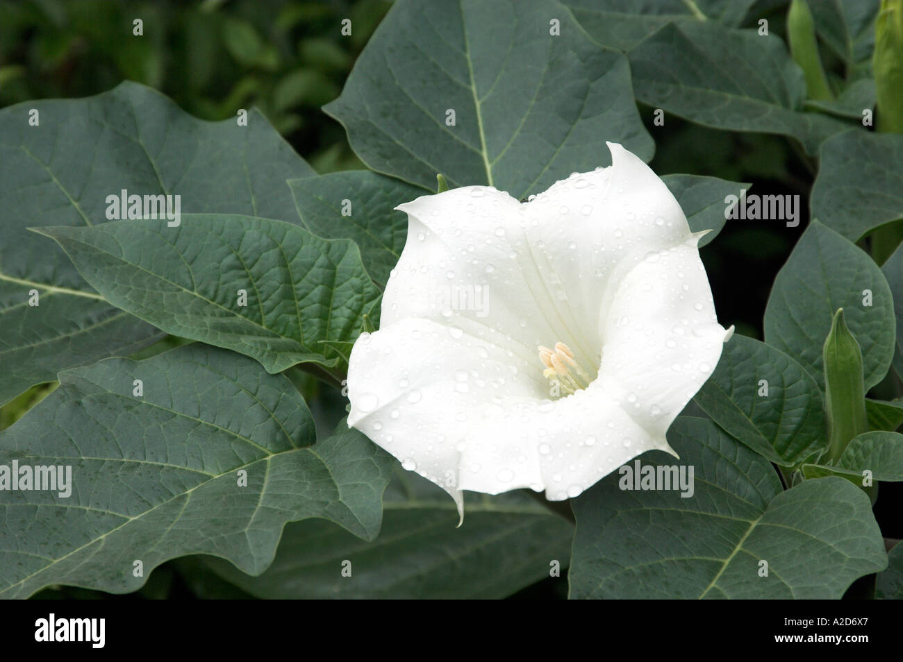 Dew drops white flower botany hi-res stock photography and images - Alamy