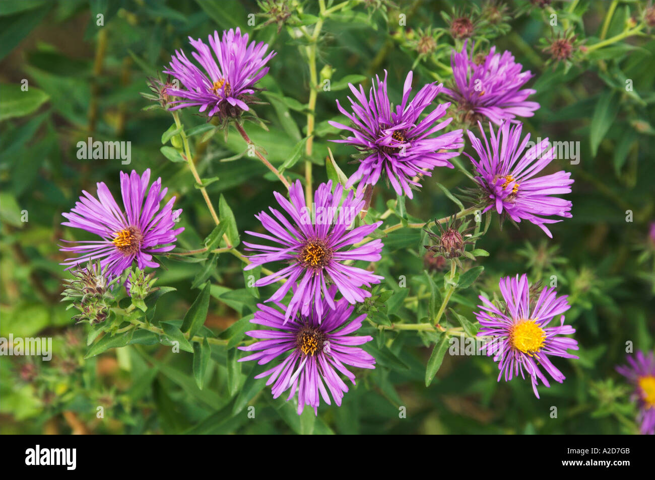 A group of New England Aster, Aster novae angliae a prairie wildlfower ...