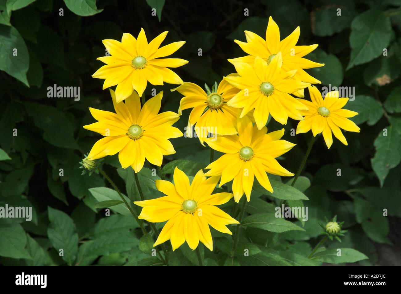 A cluster of yellow Helianthus species sunflower like flowers in Kildonan Park Winnipeg Manitoba