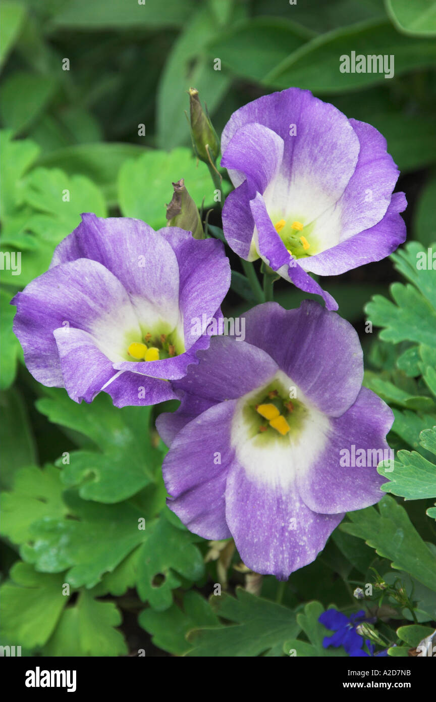 Lisianthus Eustoma grandiflorum Tulip gentian Texas bluebell