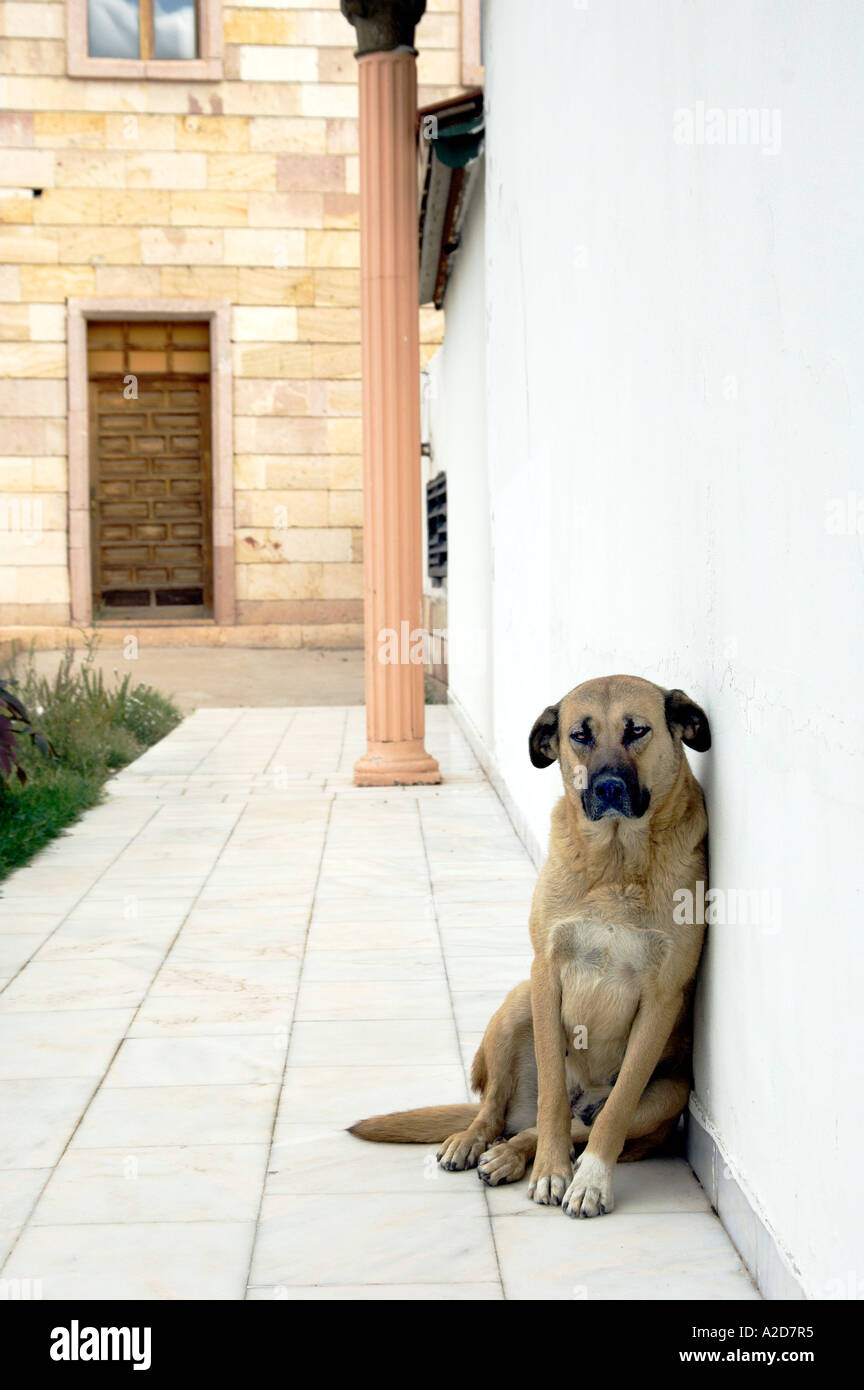 An alert friendly guard dog on duty at the entrance to a jewelry shop in Cappadocia, Turkey. Stock Photo