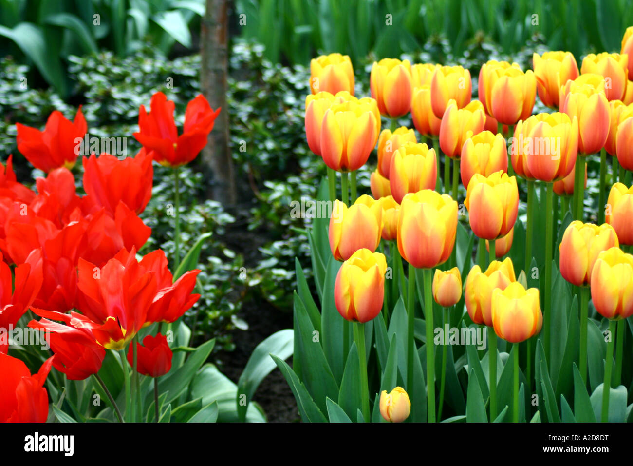 Groups of tulips in Keukenhof gardens Stock Photo - Alamy