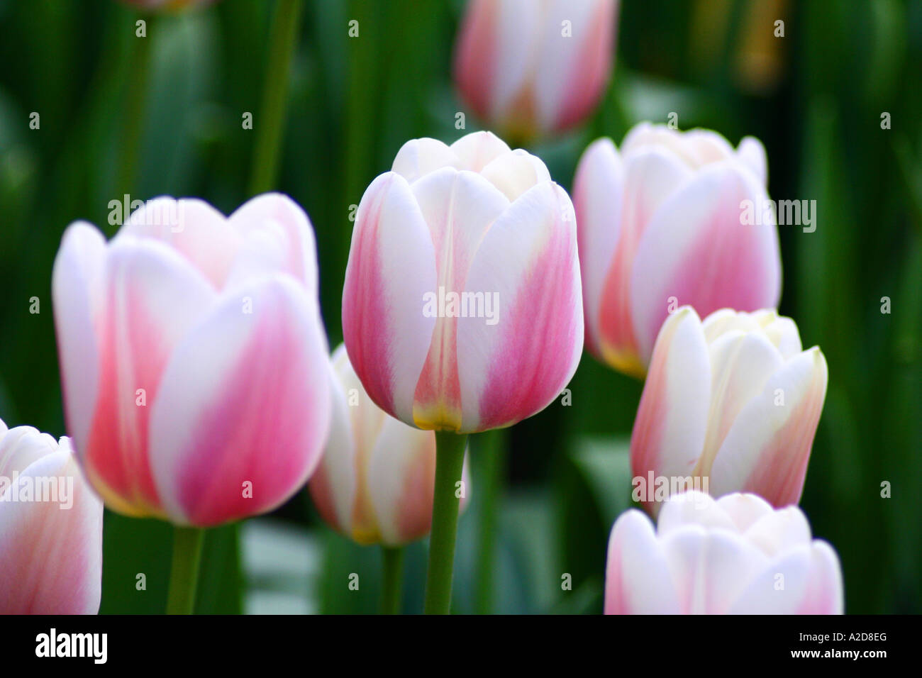 Pink and white striped tulips in Keukenhof gardens Stock Photo - Alamy