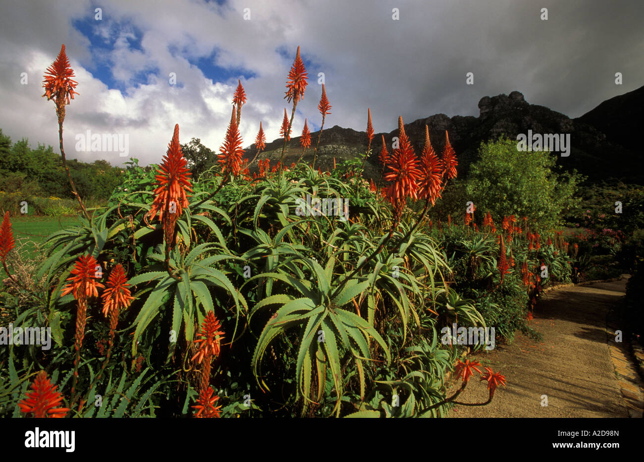 Kirstenbosch National Botanical Garden Aloes Cape Town South Africa Stock Photo