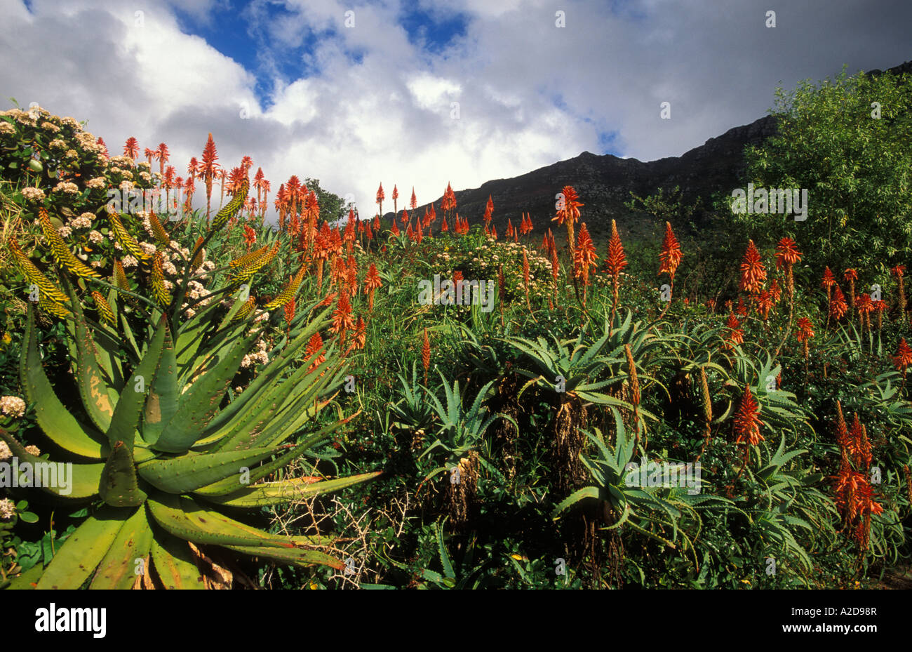 Kirstenbosch National Botanical Garden Aloes Cape Town South Africa Stock Photo