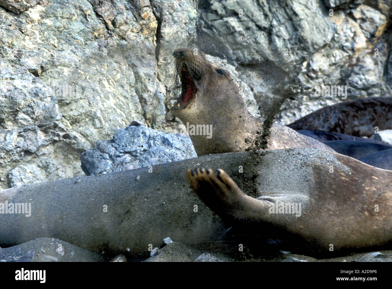 MSL-100   ELEPHANT SEAL THROWING SAND IN FACE Stock Photo