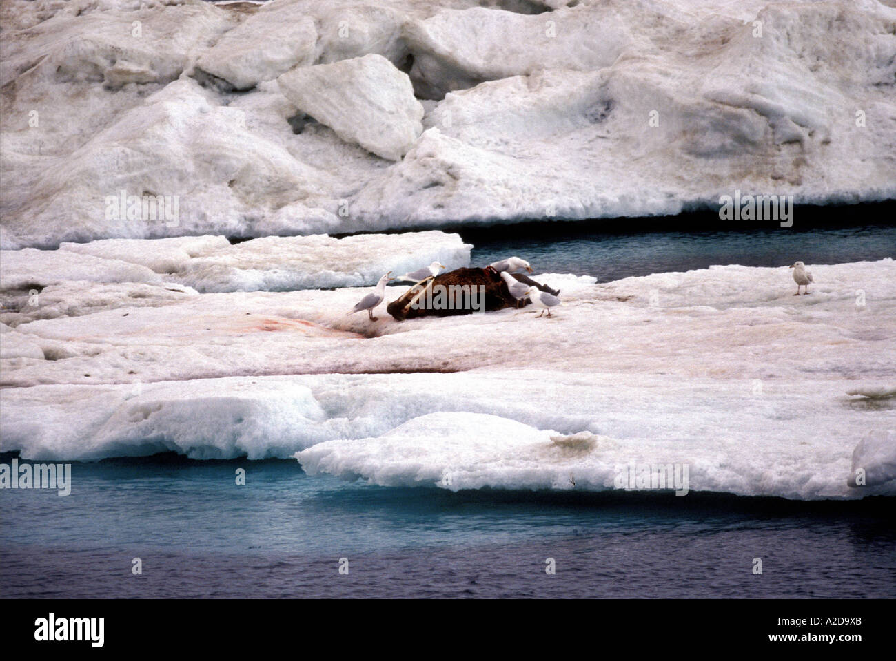 MSL-222 POLAR BEAR KILLED WALRUS ON ICE Stock Photo - Alamy