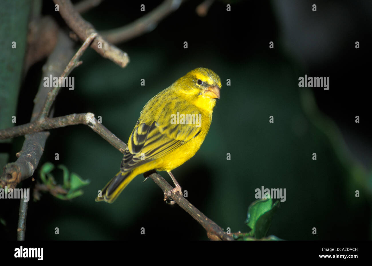 Serinus flaviventris hires stock photography and images Alamy