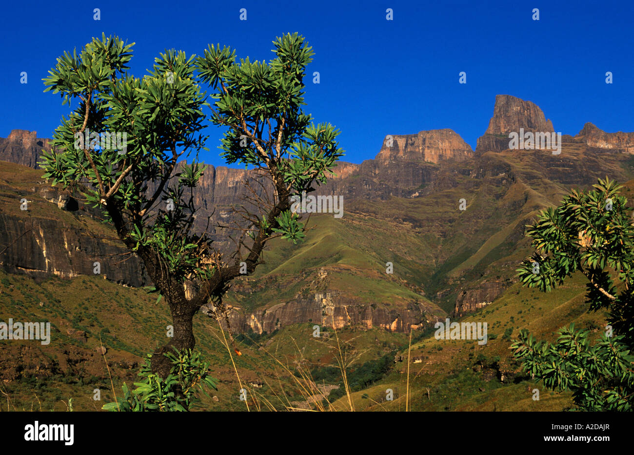 the amphitheatre wall Royal Natal National Park Ukhahlamba Drakensberg ...