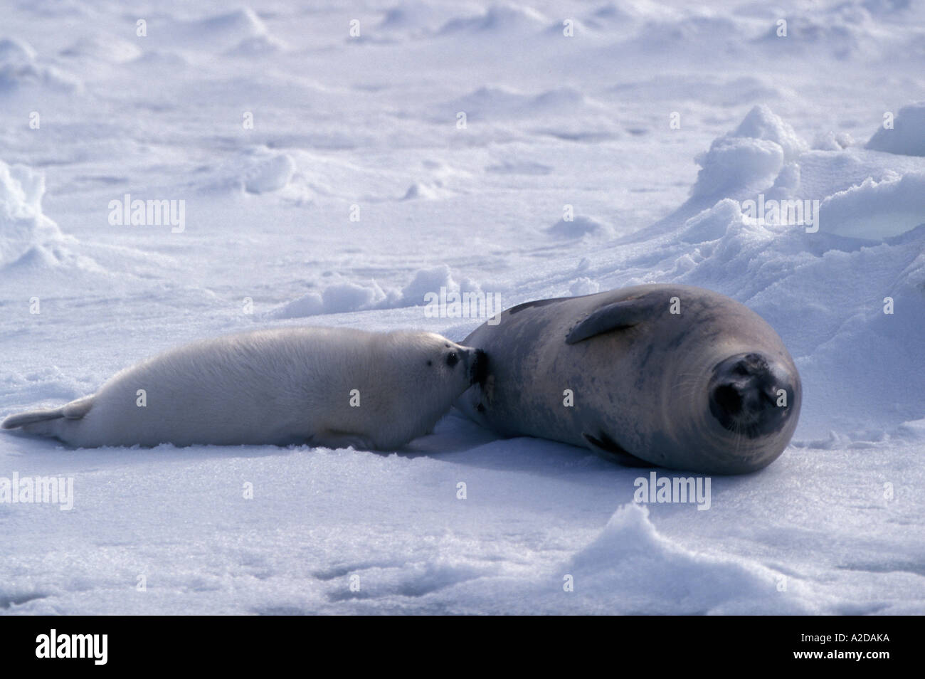 MSL389 NURSING BABY HARP SEAL Stock Photo Alamy