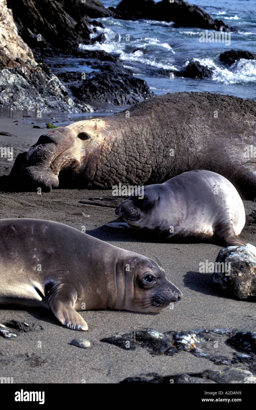 MSL-60 ELEPHANT SEAL GROUP Stock Photo