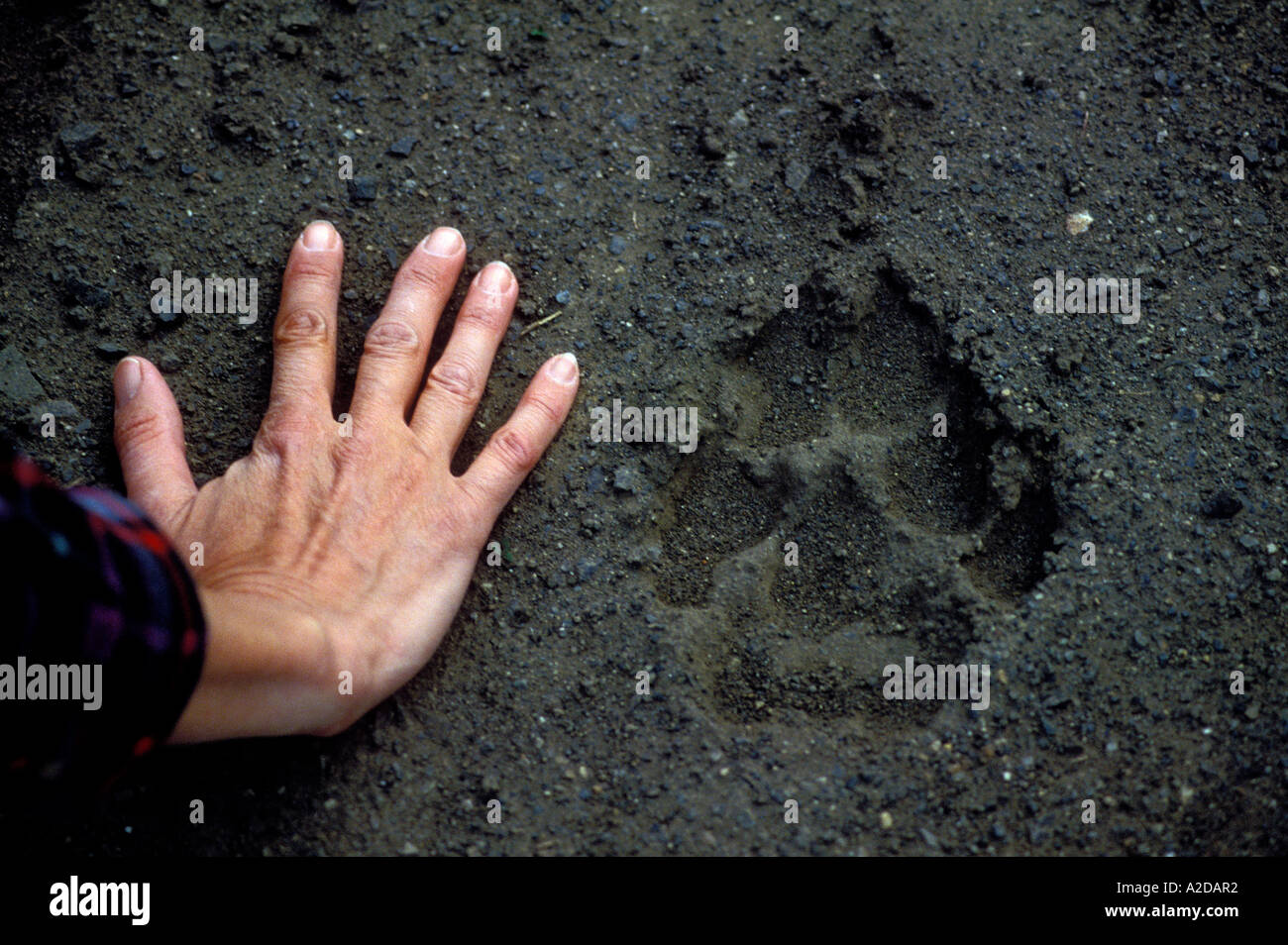 Wolf Paw Compared To Hand