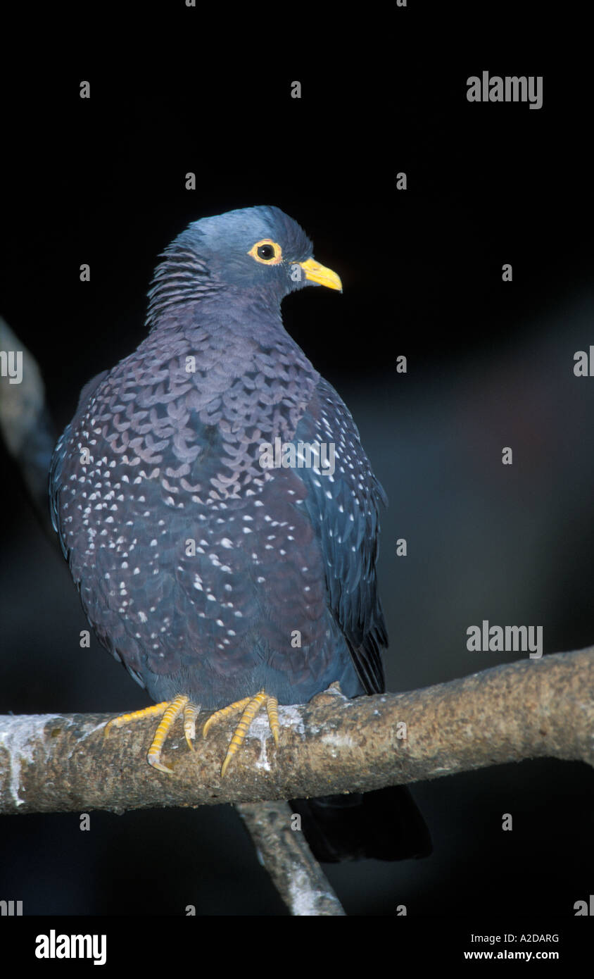 Rameron pigeon or African olive pigeon Columba arquatrix South Africa Stock Photo