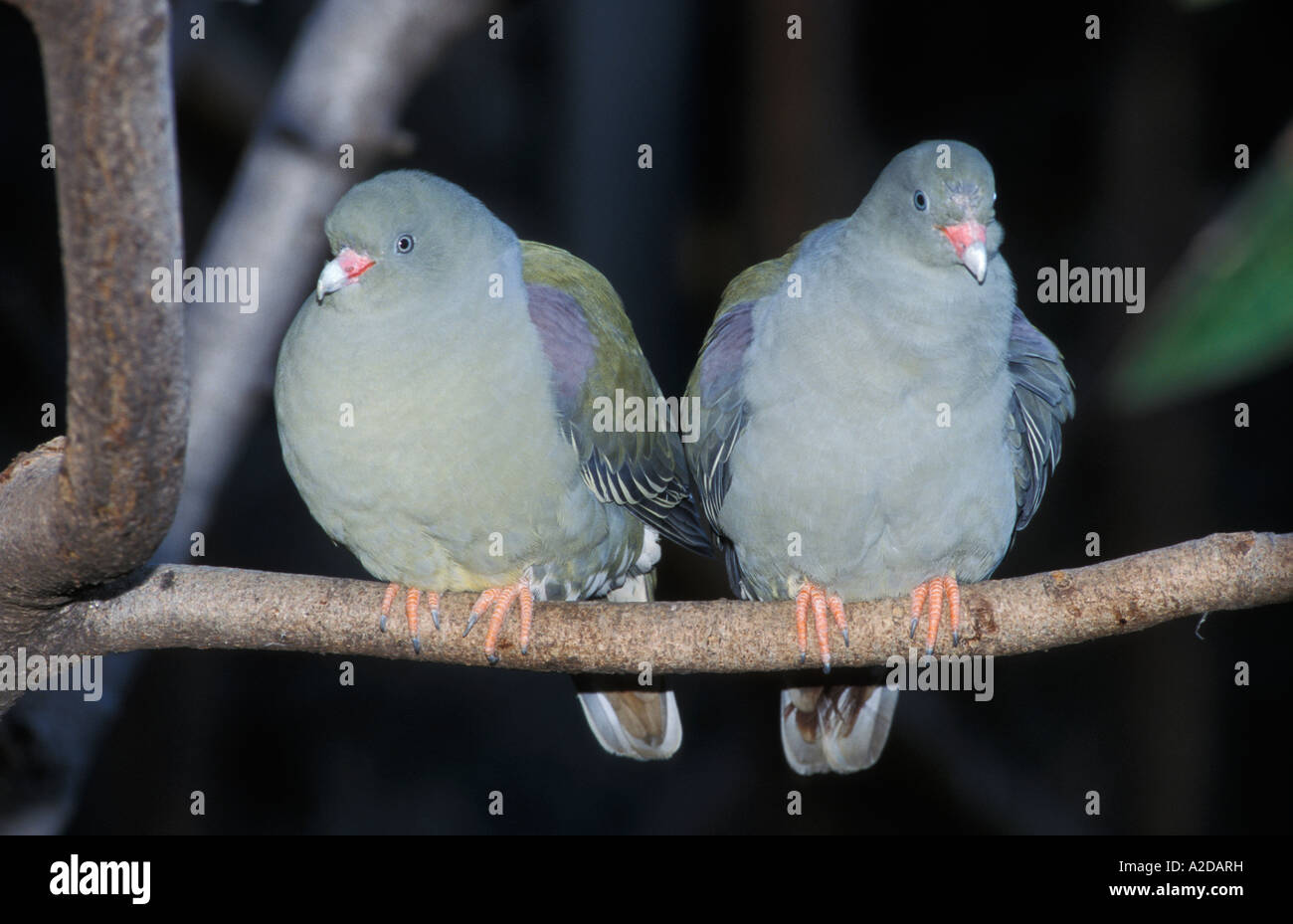African green pigeon Treron calvus South Africa Stock Photo